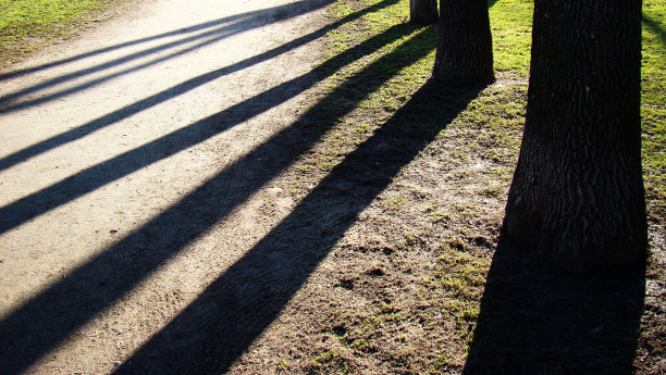 沙地上的树影图片下载