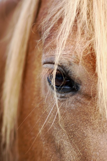 近距离观察马头图片下载