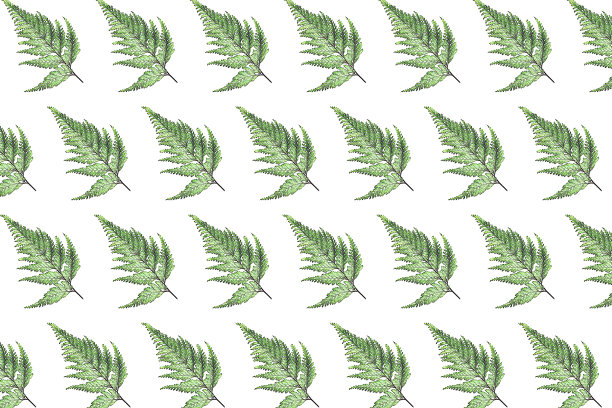 热带植物叶子的软焦点蕨叶，用蜡笔画法在白色的背景上孤立排列成一排，树叶的素描具有美丽的异国情调的形状和复制空间，蕨叶背景图片下载