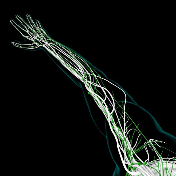 人体淋巴结解剖用于医学概念3D渲染图片下载