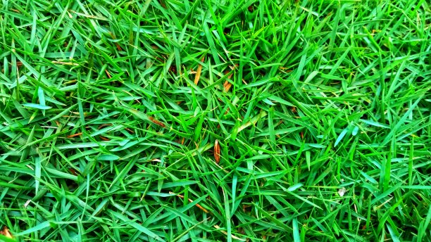 绿色的野草图片下载