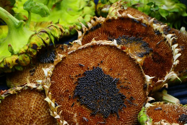 克里特岛拉西高原上的向日葵图片下载