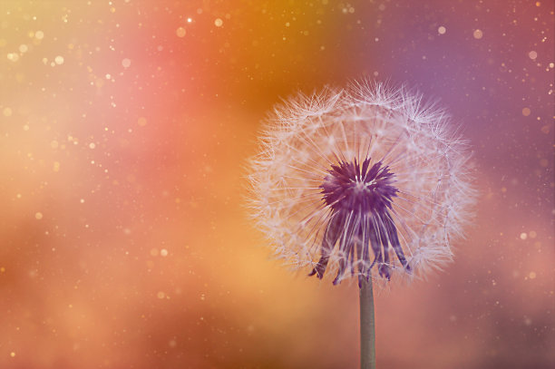 蒲公英图片下载