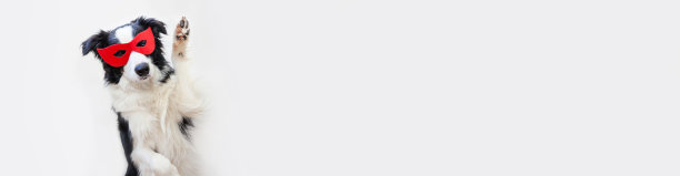 横幅。可爱的小狗与滑稽的脸边境牧羊犬在超级英雄服装孤立的白色背景。在狂欢节或万圣节戴着红色超级英雄面具的小狗。公正有利于强化观念图片下载