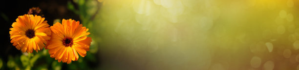 摘要春夏背景横幅。美丽的花朵万寿菊在花园里绿色的背景。带有文本空间的水平横幅。图片下载