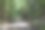 阳光下的森林图片下载