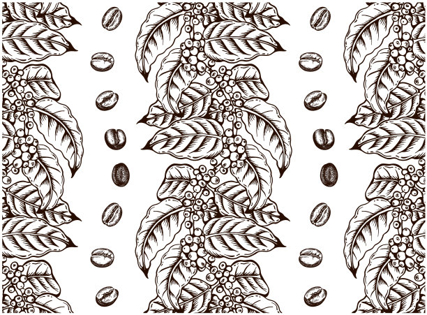 画有叶子的棕色咖啡树，在树枝上烤过的生咖啡豆图片下载