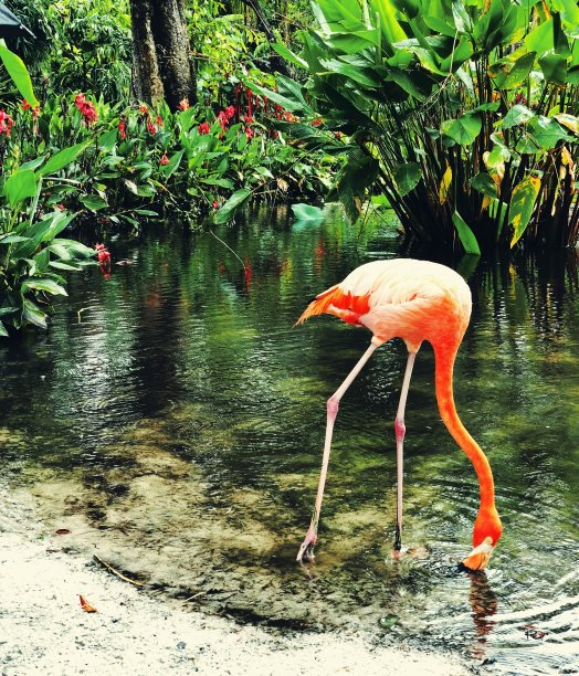 粉红色火烈鸟在热带池塘图片下载