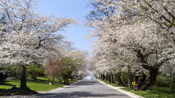 参观马里兰州肯伍德贝塞斯达的樱花盛开季节图片下载