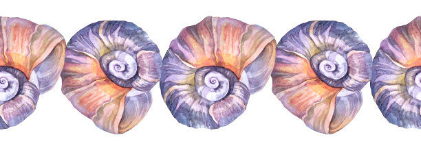 无缝边界水彩粉红色棕色海贝壳与珍珠孤立在白色背景。创意手绘自然现实对象庆祝，文具，墙纸，纺织品，包装，花店图片下载