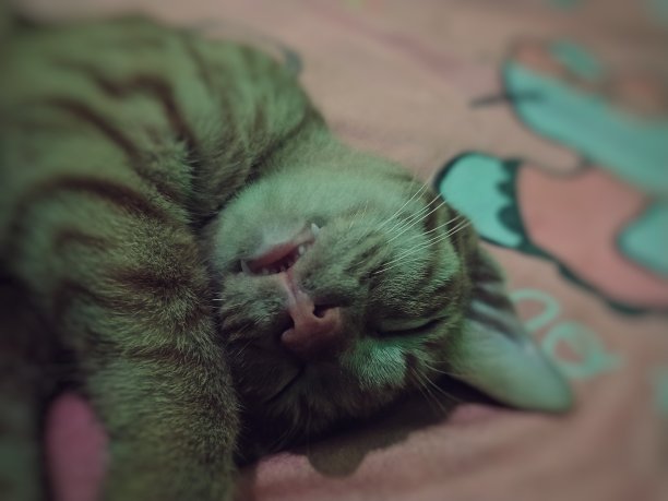 沉睡的车图片下载