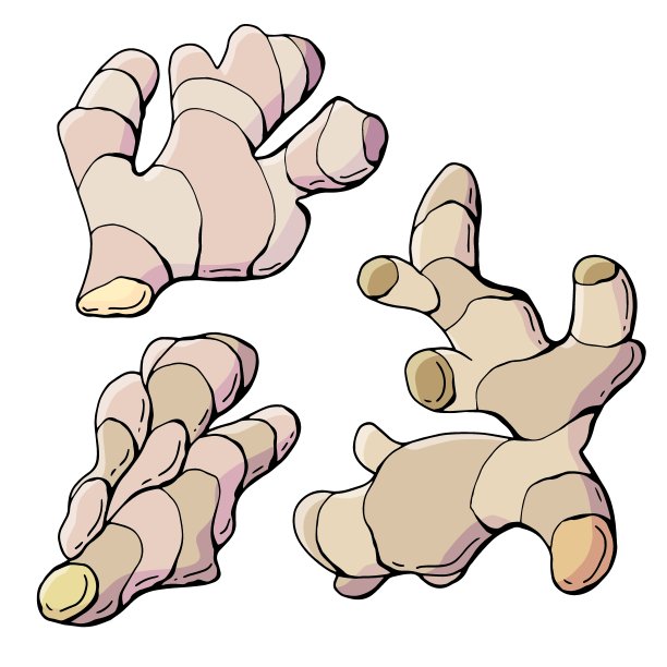 生姜根。手绘的风格。白色背景隔离。矢量插图。图片下载