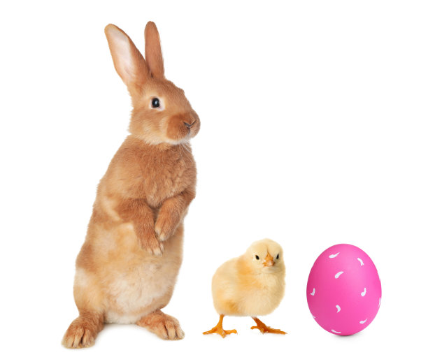 可爱的兔子，小鸡和明亮的复活节彩蛋在白色的背景图片下载