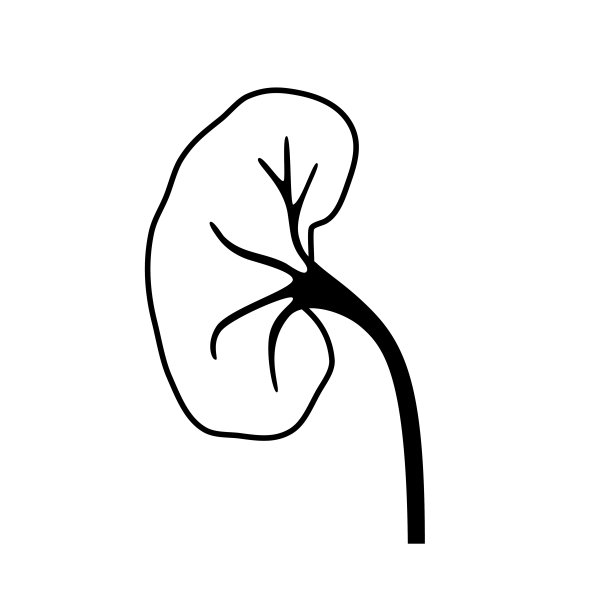 肾脏疾病的概念图片下载