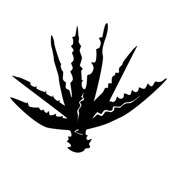 手绘芦荟植物分枝孤立在白色背景。植物矢量插图。图片下载