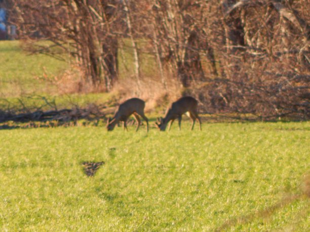 石勒苏益格-荷尔斯泰因州草地上的鹿图片下载
