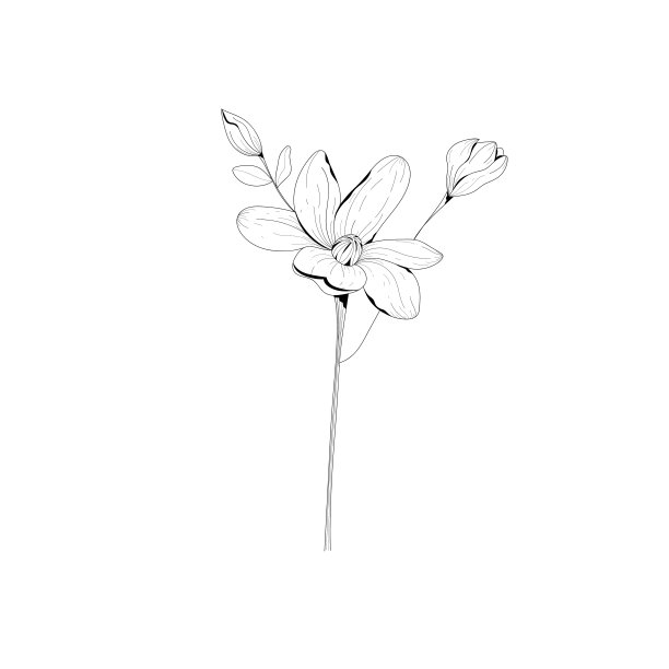 植物插图。植物的花。矢量黑白插图图片下载