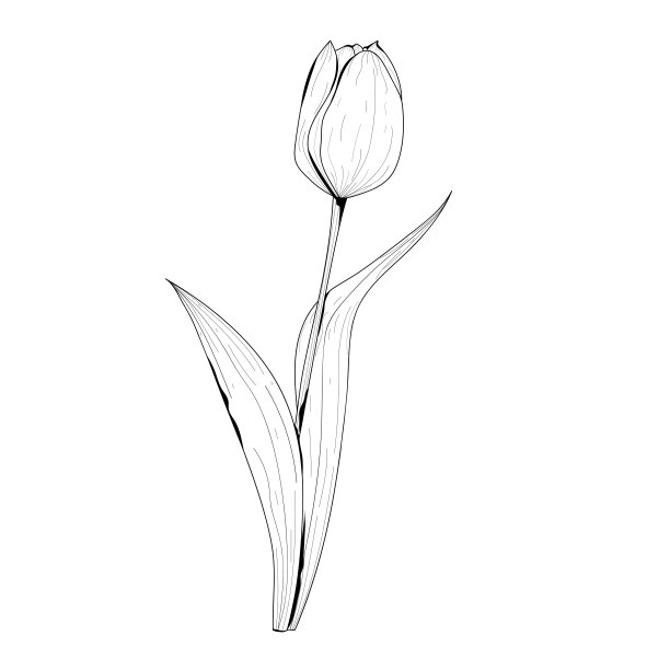 植物插图。植物的花。矢量黑白插图图片下载