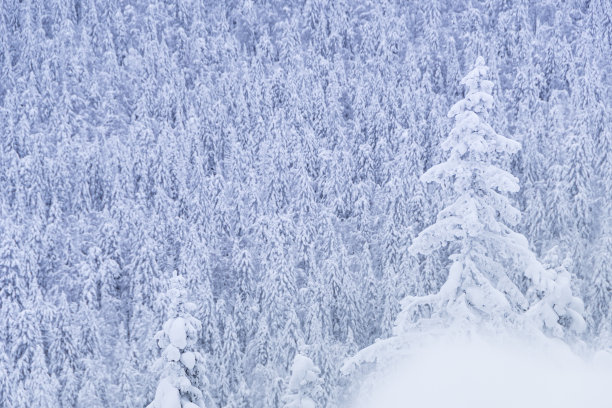 森林茂密的雪。冬季，山坡上覆盖着冰冻的冷杉树图片下载