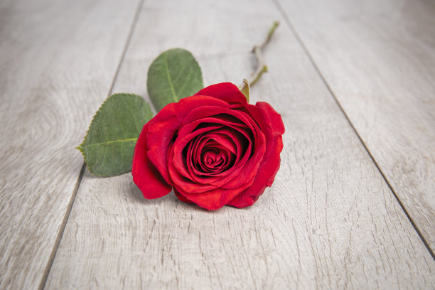 单朵红玫瑰在地板上图片下载