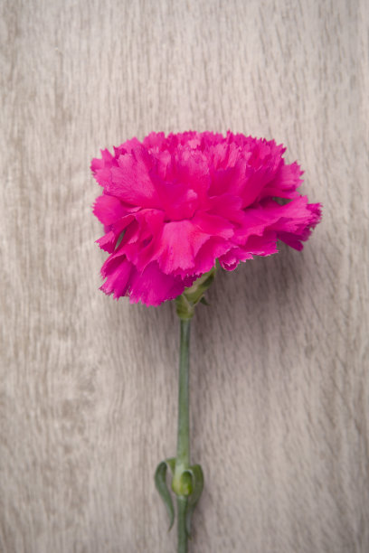 简单红康乃馨图片下载