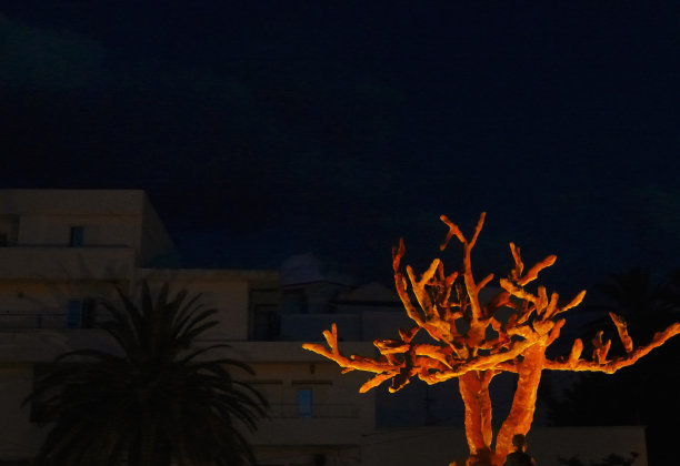 街上的大珊瑚图片下载