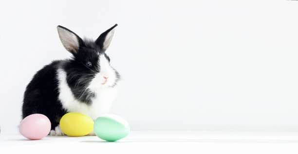 复活节兔子与黄色，粉红色和绿色的蛋在白灰色的背景。复活节假期的概念。图片下载