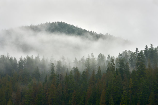太平洋西北森林雾图片下载