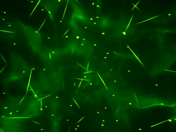 模糊明亮的绿色背景与雾和星星。带有模糊和散焦的抽象梯度。图片下载