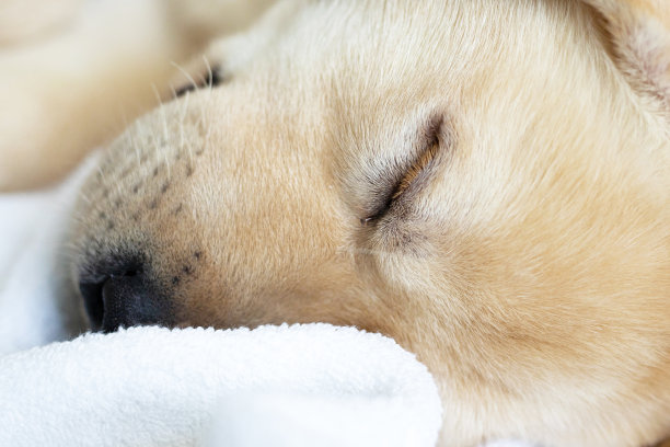 悲伤的小狗带着眼泪睡着了图片下载