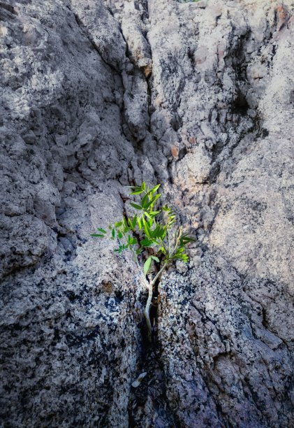 植物生长在岩石上图片下载