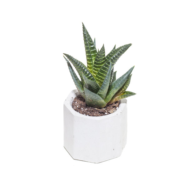 白色背景的盆中多肉的哈沃夏属植物图片下载