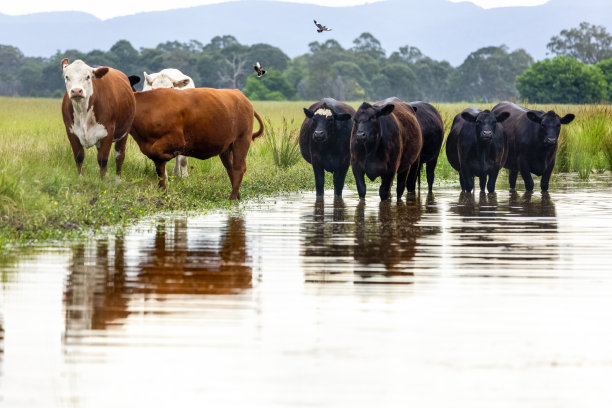 牛群站在湖中，冷却，背景与复制空间图片下载