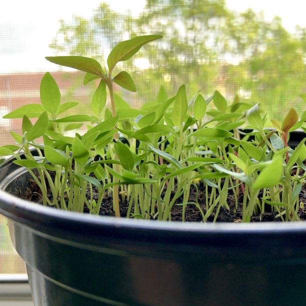 窗边一盆青花瓷幼苗图片下载