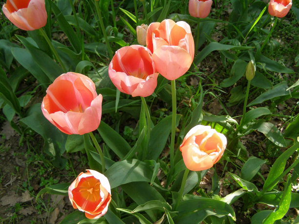 粉色郁金香花图片下载