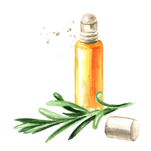 迷迭香树枝和精油，水彩手绘插图，孤立在白色背景'图片下载
