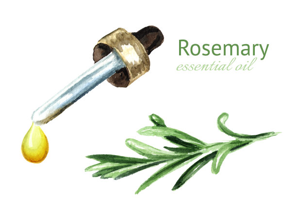 迷迭香树枝和精油滴，水彩手绘插图孤立的白色背景图片下载