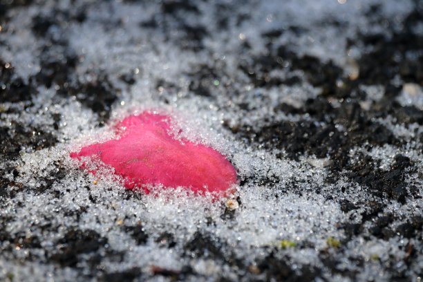 沥青上的花瓣，心的象征，Sasanqua图片下载