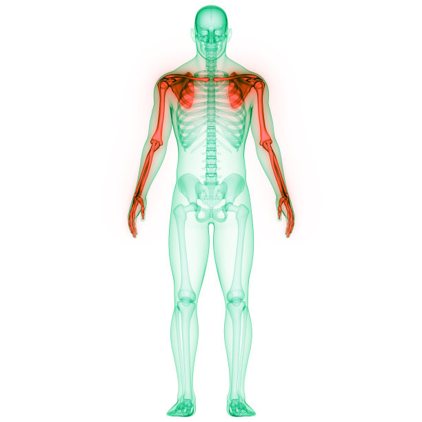 人体骨骼系统上肢骨关节解剖学图片下载