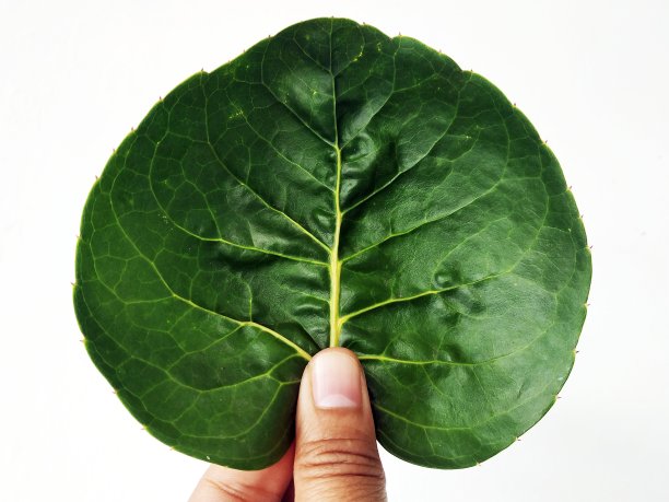 绿色的叶子图片下载