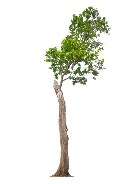 孤立的树在白色的背景图片下载
