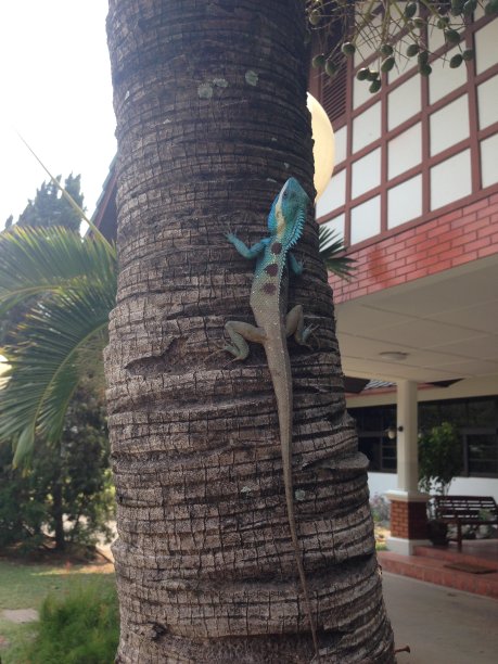 蓝冠蜥蜴身体两侧有三个圆形的奶油色斑点。从头部到背部都是深蓝绿色，掩映着树木。图片下载