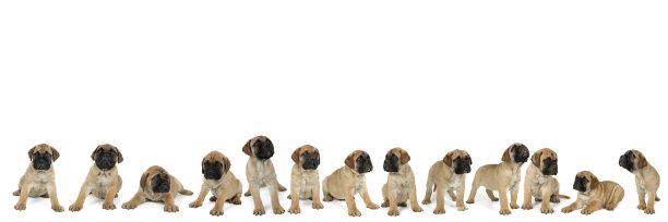 群小狗图片下载