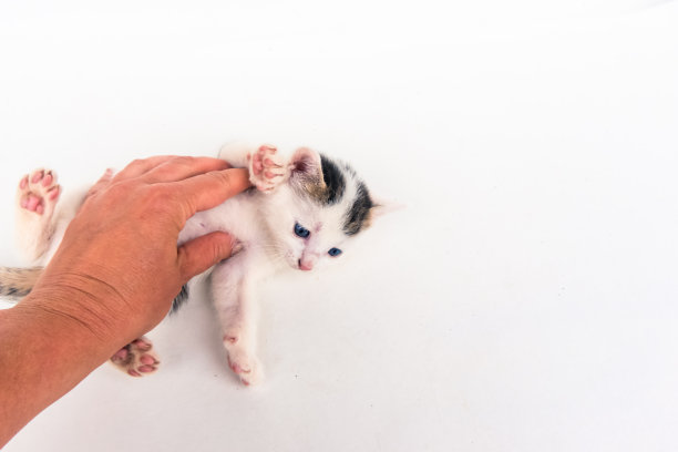 可爱的小可爱的黑白猫与人的手孤立图片下载