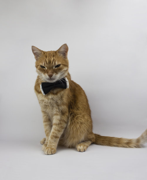 红猫看着摄像机。猫的图片，猫的眼睛，猫的眼睛，可爱的猫，猫的画，猫的画。白色背景上有蝴蝶的俄罗斯猫图片下载