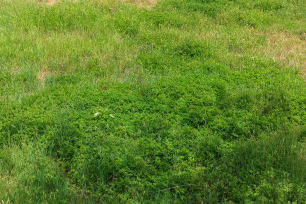 草地上茂盛的绿草图片下载