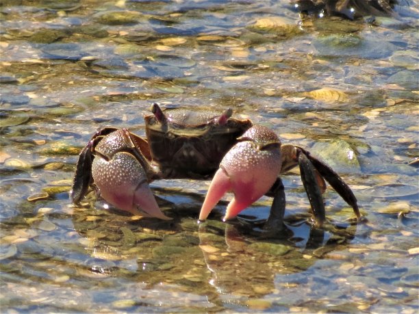 海滩上的螃蟹。图片下载