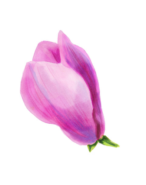 粉红色的玉兰花。植物插图。春天的花。美丽的水彩插图设计的明信片，邀请，婚礼和假日装饰。图片下载