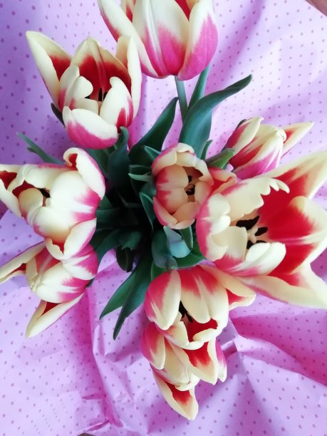 郁金香| |图片下载