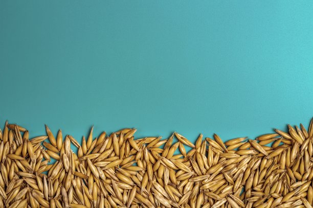 蓝色背景上的燕麦种子特写。图片下载